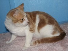 picture of Frankie, a Domestic Short Hair orange/white