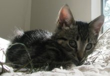 another picture of Manny, a Manx/Domestic Short Hair-x tabby/white