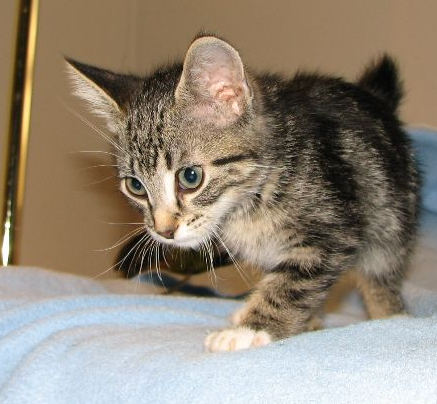 picture of Manny, a Manx/Domestic Short Hair-x tabby/white