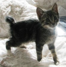 picture of Manny, a Manx/Domestic Short Hair-x tabby/white