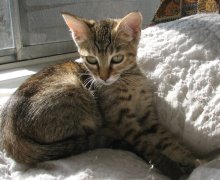 another picture of Delores, a Domestic Short Hair brown tabby