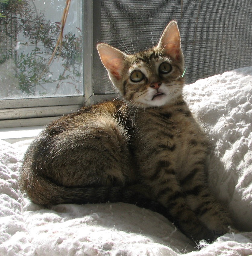 picture of Delores, a Domestic Short Hair brown tabby