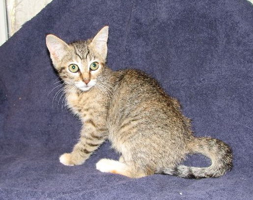 picture of Delores, a Domestic Short Hair brown tabby