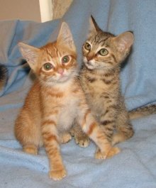 picture of Delores, a Domestic Short Hair brown tabby