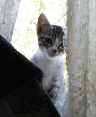 picture of Devin, a Domestic Short Hair gray tabby/white