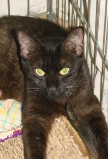 another picture of Halle, a Domestic Short Hair black