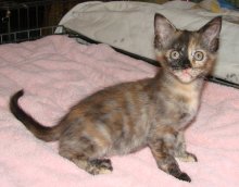 another picture of Delta, a Domestic Short Hair tortoise-shell