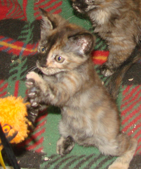 picture of Delta, a Domestic Short Hair tortoise-shell