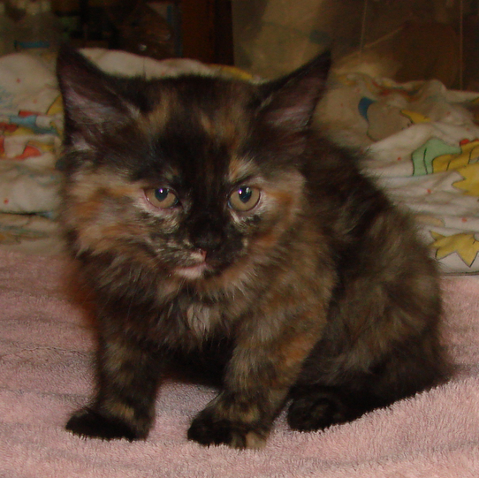 picture of Dahlia, a Domestic Medium Hair tortoise-shell