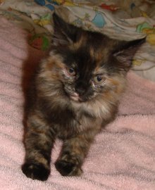 picture of Dahlia, a Domestic Medium Hair tortoise-shell