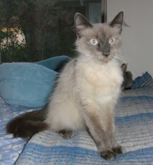 another picture of Sapphire, a Siamese/Domestic Medium Hair-x lilac point/white