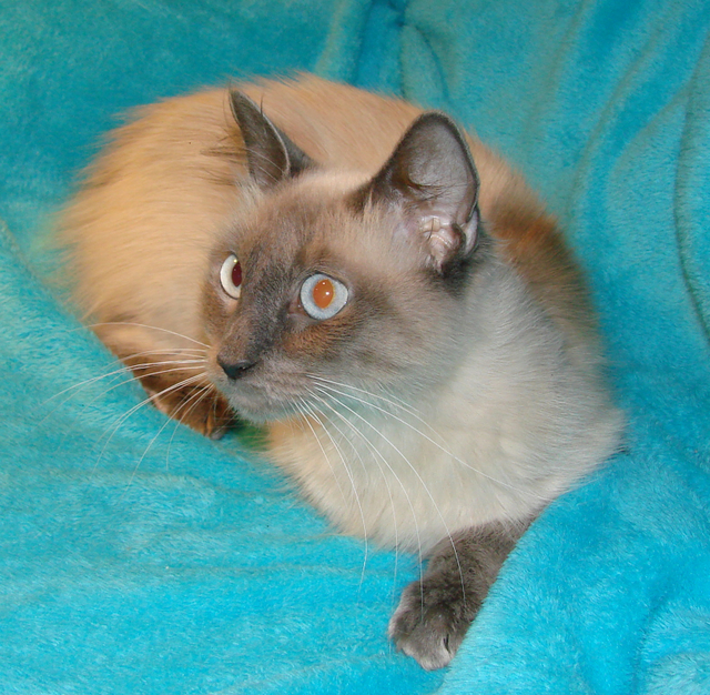 picture of Sapphire, a Siamese/Domestic Medium Hair-x lilac point/white
