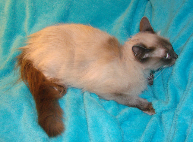 picture of Sapphire, a Siamese/Domestic Medium Hair-x lilac point/white