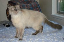 picture of Sapphire, a Siamese/Domestic Medium Hair-x lilac point/white