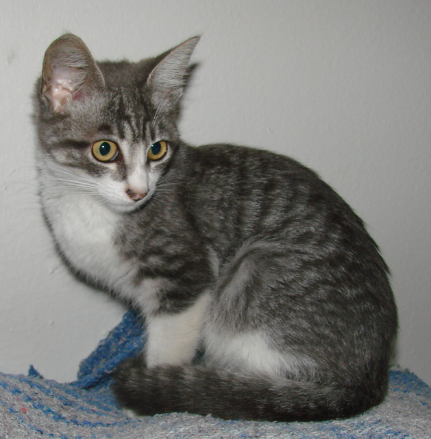 picture of Peggy Sue, a Domestic Short Hair gray tabby/white