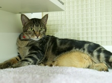 picture of Cheetoro, a Domestic Short Hair brown classic tabby