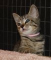picture of #NS02859: Baby lily
