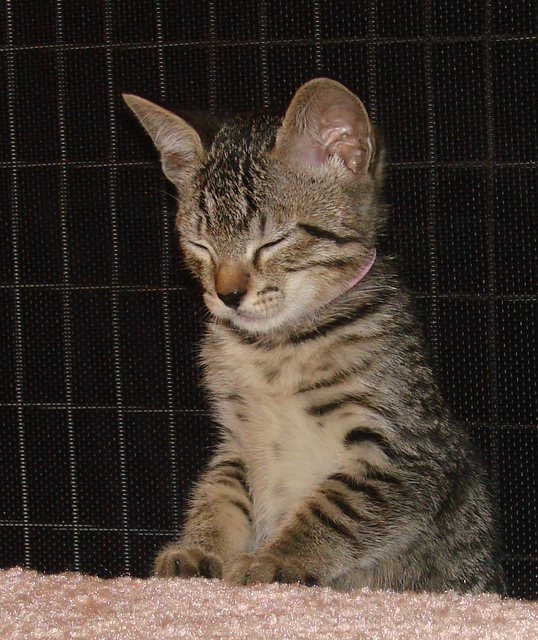 picture of Baby Lily, a Domestic Short Hair gray mackeral tabby