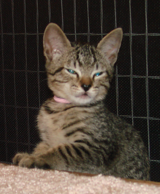 picture of Baby Lily, a Domestic Short Hair gray mackeral tabby