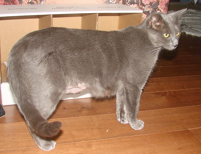 picture of Smokey, a Domestic Short Hair gray