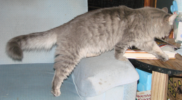 another picture of Kashmir, a Domestic Medium Hair gray tabby