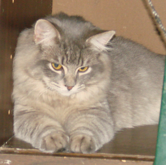 picture of Kashmir, a Domestic Medium Hair gray tabby