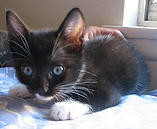 another picture of Jillian AKA Trina, a Domestic Short Hair black/white
