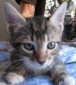 picture of #NS02866: Timmy