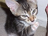 another picture of Dillon AKA Timmy, a Domestic Short Hair tabby/white