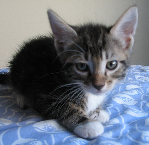 picture of Dillon AKA Timmy, a Domestic Short Hair tabby/white