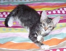 picture of Dillon AKA Timmy, a Domestic Short Hair tabby/white
