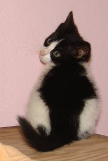 another picture of Mallory, a Domestic Medium Hair white/black
