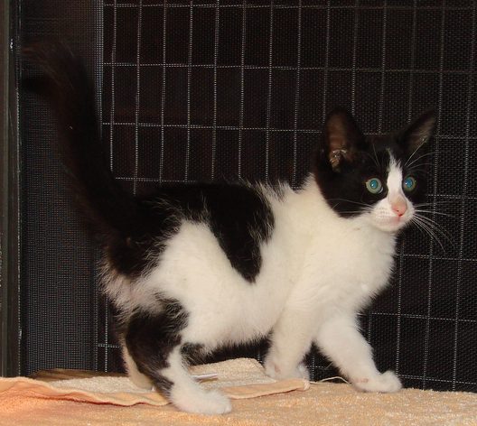 picture of Mallory, a Domestic Medium Hair white/black