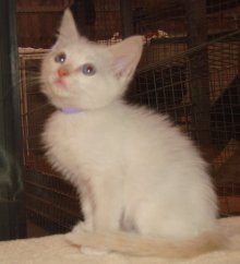 another picture of Morgan, a Siamese/Domestic Short Hair-x flamepoint