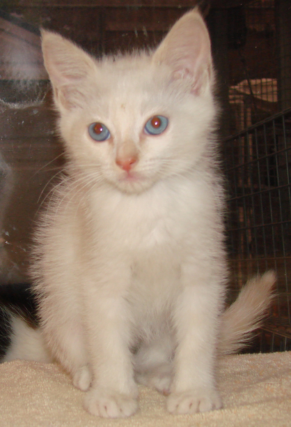 picture of Morgan, a Siamese/Domestic Short Hair-x flamepoint