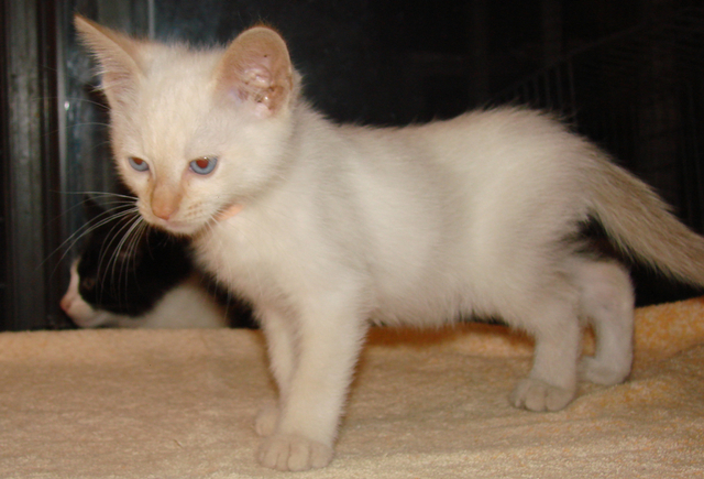 picture of Mickey, a Siamese/Domestic Short Hair-x flamepoint