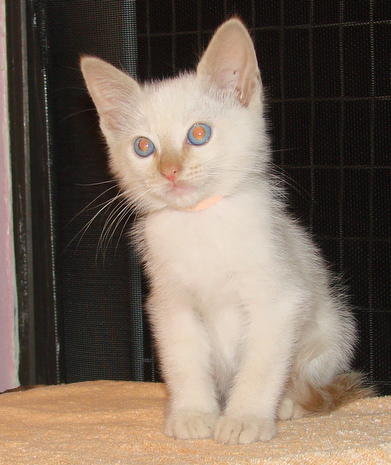 picture of Mickey, a Siamese/Domestic Short Hair-x flamepoint