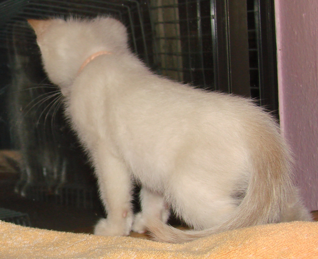 picture of Mickey, a Siamese/Domestic Short Hair-x flamepoint
