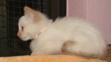 picture of Mickey, a Siamese/Domestic Short Hair-x flamepoint