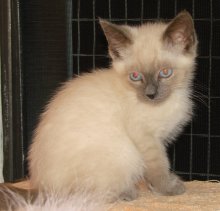 another picture of Matthew, a Siamese/Domestic Short Hair-x sealpoint