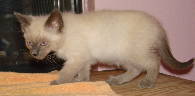 picture of Matthew, a Siamese/Domestic Short Hair-x sealpoint