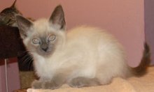 picture of Matthew, a Siamese/Domestic Short Hair-x sealpoint
