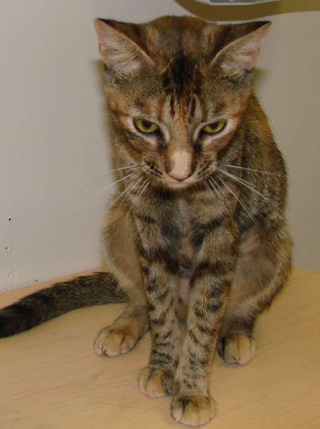 picture of Gracie, a Domestic Short Hair tortoise-shell tabby
