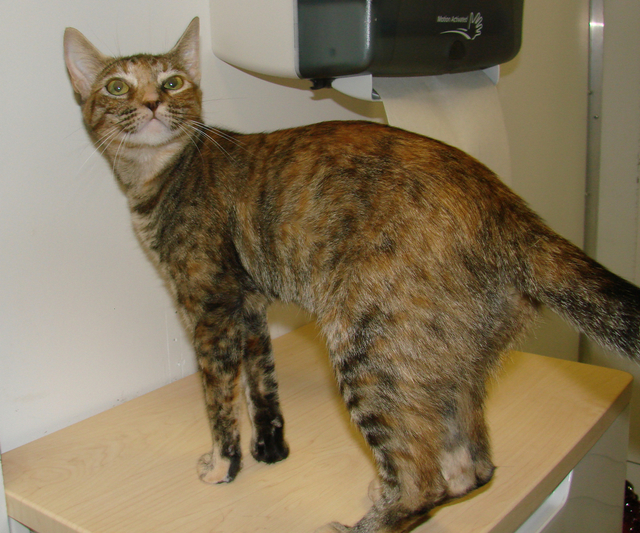 picture of Gracie, a Domestic Short Hair tortoise-shell tabby