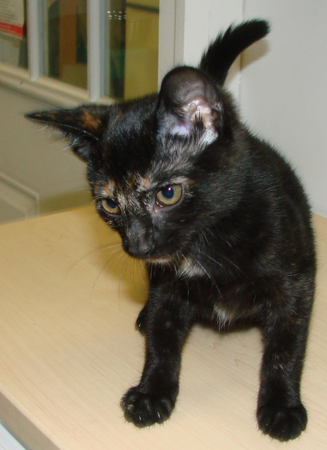 picture of Blinky, a Domestic Short Hair tortoise-shell