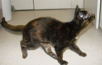 picture of Blinky, a Domestic Short Hair tortoise-shell