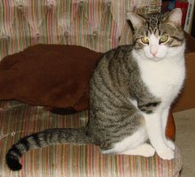 another picture of Wotan, a Domestic Short Hair white/tabby