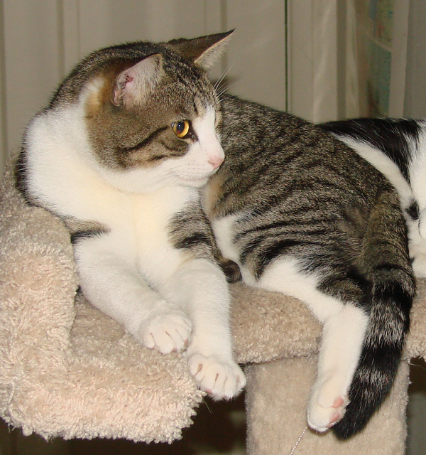 picture of Wotan, a Domestic Short Hair white/tabby