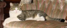 picture of Wotan, a Domestic Short Hair white/tabby