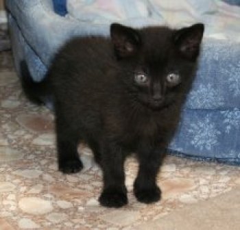 picture of Blake, a Domestic Short Hair black